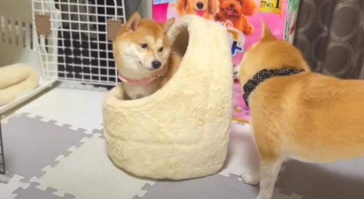 寝言を言いながら眠る妹豆柴ちゃんがどんな夢を見ているのか気になる(ブログ)