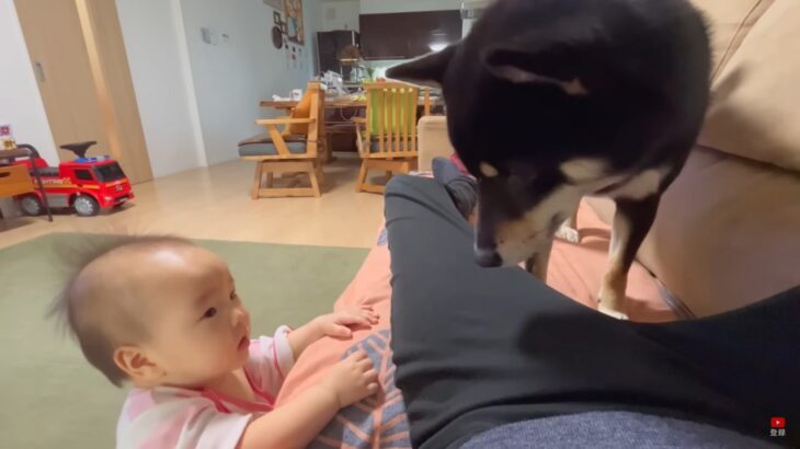 お兄ちゃん犬は心配性！赤ちゃんの身を案じる過保護な柴犬「本当にワンコってお利口さん」「自分の子供と思ってそう笑」(ブログ)