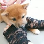 ワクチン接種を受ける豆柴の子犬の『きゅん』という鳴き声に“キュン死”する人が続出！「こっちがキュンですわ」(ブログ)