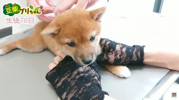 ワクチン接種を受ける豆柴の子犬の『きゅん』という鳴き声に“キュン死”する人が続出！「こっちがキュンですわ」(ブログ)
