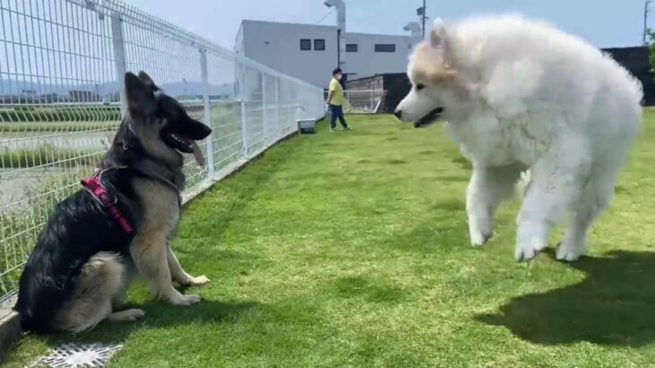 『ヘヘッ…』超大型犬からのお誘いを愛想笑いで乗り切ろうとするわんこの姿に大反響「デカッてなってるの好き」「笑ったｗ」(ブログ)