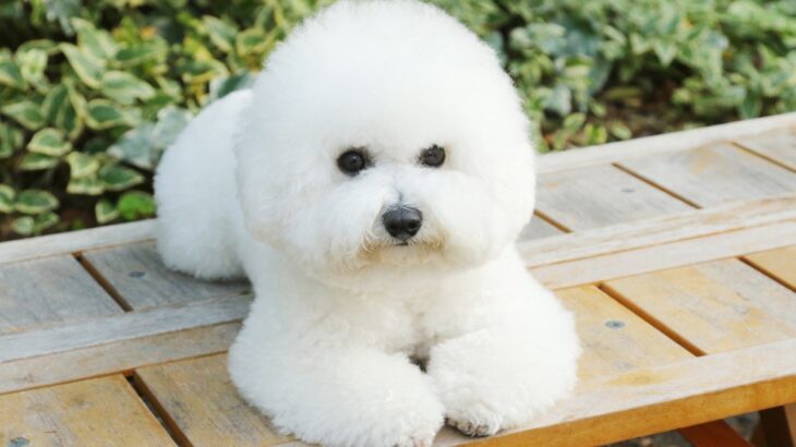 『コロコロとした犬種』4選！小さくてかわいいけど…どこに注意して育てればいい？(ブログ)