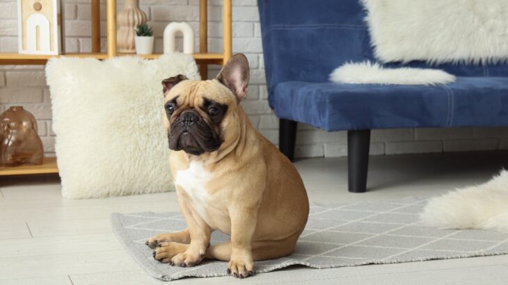 犬が動物病院に行くことに気付いた時しがちな行動3選！スムーズに連れていくためにできること(ブログ)