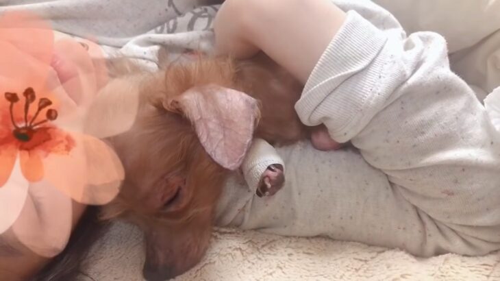 ダンボールの中で2年も放置された犬。抱っこの温かさを知るまでの軌跡に「胸が痛くなる…」「幸せになってほしい」(ブログ)