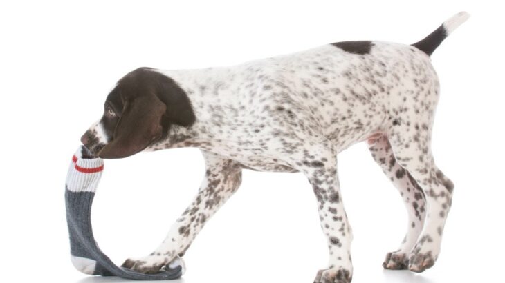 犬が『臭いもの』を好むのはなぜ？　3つの理由に「なるほどだから俺の靴下なのか…」「嬉しいような悲しいような」(ブログ)