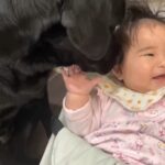 相思相愛の大型犬×赤ちゃんが話題　仲良し姉妹の日常にほっこり「頼もしいベビーシッター」「母性本能全開ですね」(ブログ)