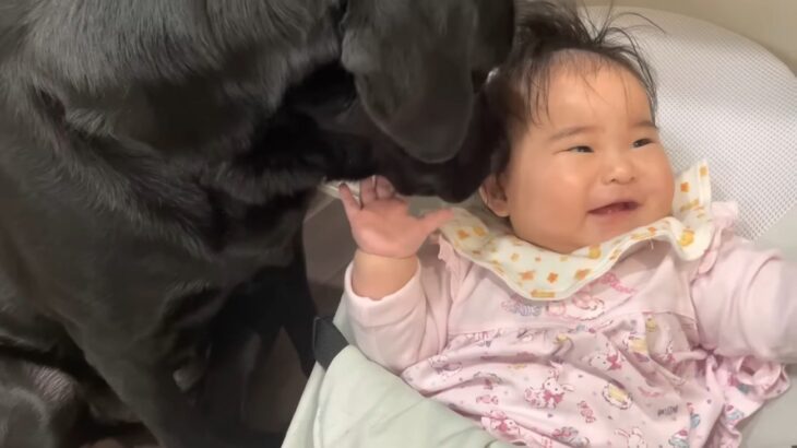 相思相愛の大型犬×赤ちゃんが話題　仲良し姉妹の日常にほっこり「頼もしいベビーシッター」「母性本能全開ですね」(ブログ)