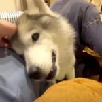 甘えん坊モートを熟知してるシニア犬「挟まってでも甘えようと紛争する姿が愛おしい」の声続出(ブログ)
