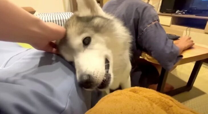 甘えん坊モートを熟知してるシニア犬「挟まってでも甘えようと紛争する姿が愛おしい」の声続出(ブログ)