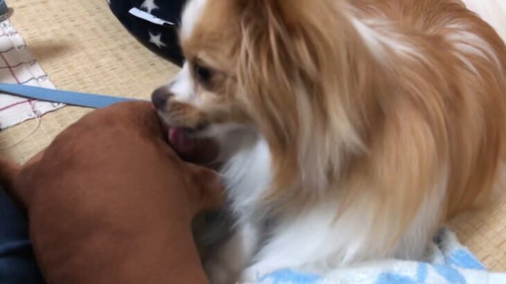飼い主さんを放置してぬいぐるみとの友情を深めるワンコ！愛情たっぷりのペロペロが312万回再生を突破「大切な相棒なんですね」(ブログ)