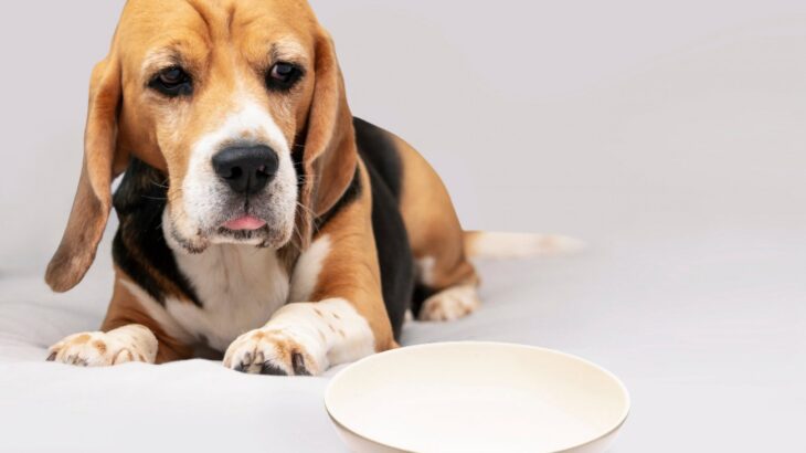 愛犬が病気になっているときに与えてはいけない『ご飯』5選　ダメな食材とその理由、おすすめの食べ物とは？(ブログ)