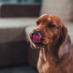 犬が亡くなる可能性のある『食品』4選　絶対に与えてはいけない理由と危険な症状とは(ブログ)