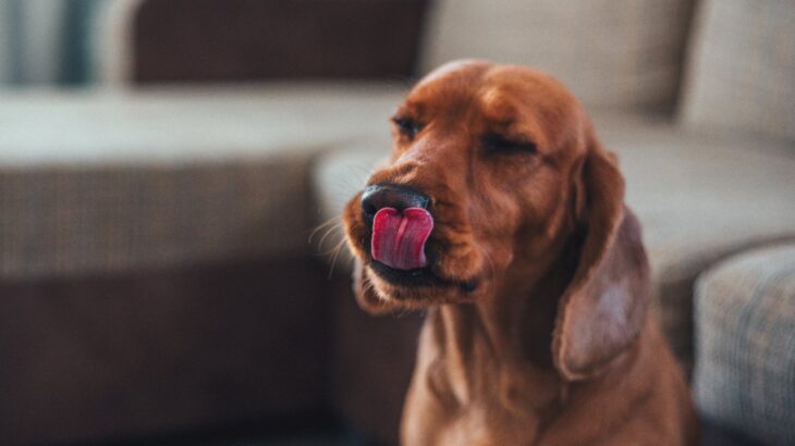 犬が亡くなる可能性のある『食品』4選　絶対に与えてはいけない理由と危険な症状とは(ブログ)