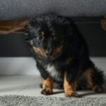 愛犬が神経質になっている時のサイン4つ　「そんな些細なことも原因に…」「しっかり読み取ってあげたい」(ブログ)