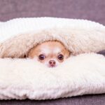 犬が『かくれんぼ』したがる心理とは？　考えられる4つの理由とトラブルを防ぐための対処法(ブログ)