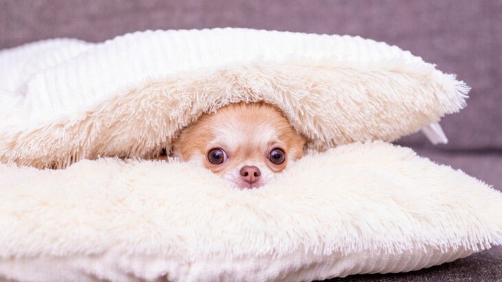 犬が『かくれんぼ』したがる心理とは？　考えられる4つの理由とトラブルを防ぐための対処法(ブログ)