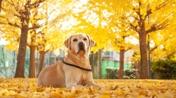 犬の散歩、実は危険な『秋の植物』5選　危険な理由に「拾い食い対策が大切」「知らなかった」(ブログ)