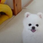 愛犬の可愛い姿を見るために…飼い主の姿に共感の声続出「あるあるだね」「カメラの向こう側のリアルはこうだよねｗ」(ブログ)