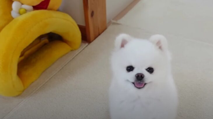 愛犬の可愛い姿を見るために…飼い主の姿に共感の声続出「あるあるだね」「カメラの向こう側のリアルはこうだよねｗ」(ブログ)