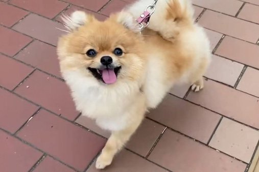 「1年前とお顔が全然違う…」「本当に同じイッヌ？」怯え顔の犬が愛情たっぷりに育てられたら…？現在の姿に20万人感涙(ブログ)
