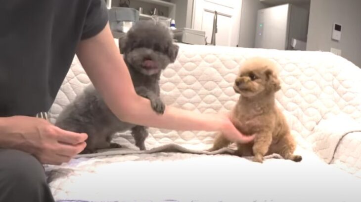 多頭飼いするとこうなる！？トイプーさんたちの可愛い争い事に「嬉しいような困るような…」「言い分が可愛い」(ブログ)