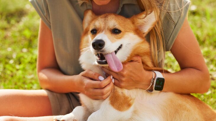 飼い主の気質は犬の行動にどのくらい影響を及ぼす？【研究結果】(ブログ)