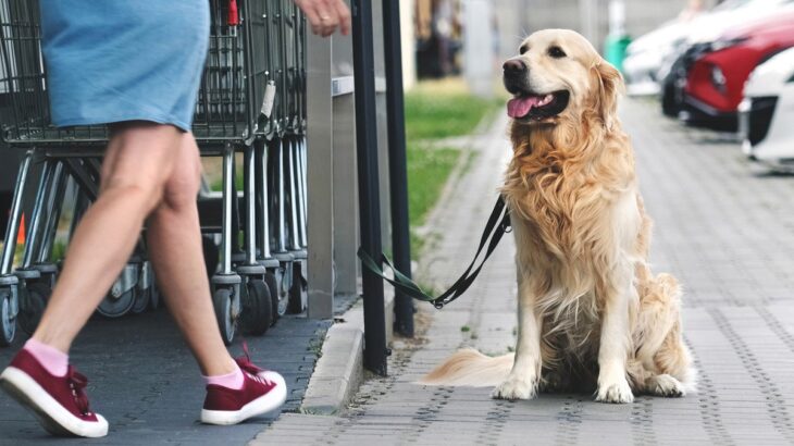 犬の誘拐を防止するためにできる5つの方法！　万が一に備えて知っておくべき対処法に「他人事じゃない」「改めて確認しておこう」(ブログ)