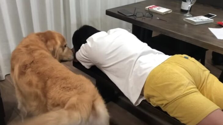 晩酌で力尽きた飼い主を介抱する大型犬が可愛すぎる…！「起こされたい」「羨ましい」羨望の声(ブログ)