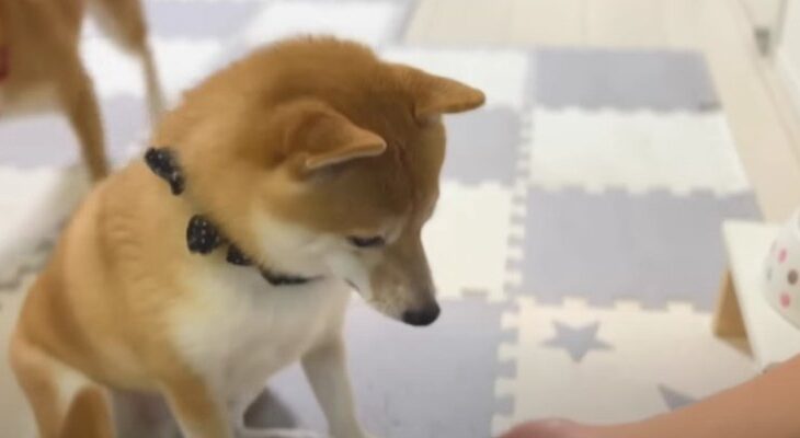 妹豆柴ちゃんに居場所を取られて戸惑う弟豆柴くん(ブログ)