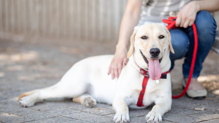 『落ち着いている犬』の特徴3つ　穏やかに育てるために意識すべきコツはある？(ブログ)