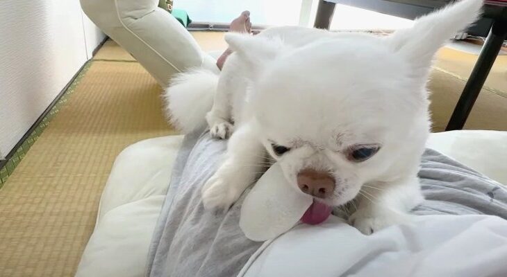 『スキあり！』おやつを盗んだは良いけれど…ひとりで食べられないことを瞬時に悟るチワワさんが賢いと話題(ブログ)