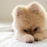 犬の里親になるための『5つの心構え』とは？　「命を迎えるには覚悟が必要」「経済的な負担もしっかり考慮しよう」(ブログ)