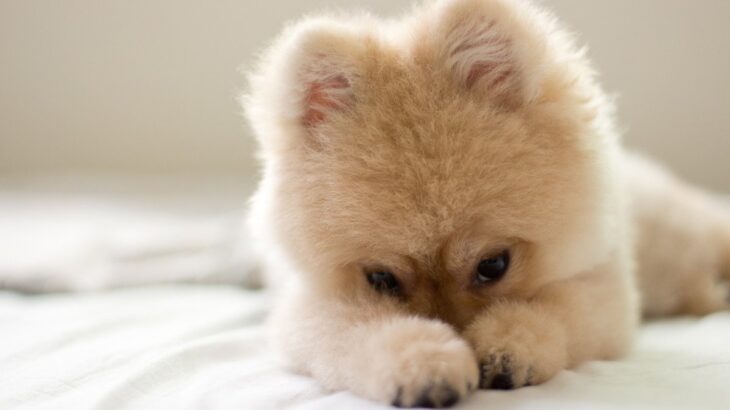 犬の里親になるための『5つの心構え』とは？　「命を迎えるには覚悟が必要」「経済的な負担もしっかり考慮しよう」(ブログ)