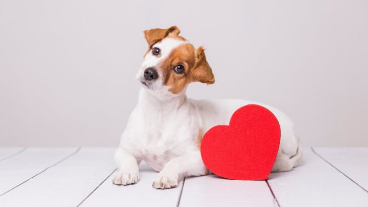 犬にとって『飼い主』はどんな存在なの？家族？友達？ご飯をくれる優しいひと？(ブログ)