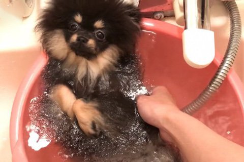 温泉気分で桶風呂に浸かるワンコに癒される♡「すごいセレブ感w」「自然と笑顔になれる」SNSで大人気に(ブログ)