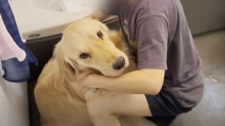 お風呂を嫌がるゴールデンレトリバーVS説得する飼い主！勝利の行方は？「可愛い攻防戦」「人間の子供みたいw」(ブログ)
