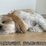 愛犬の長生きの秘訣はたくさん話しかけること！飼い主さんが実感したメリットに「勉強になりました」「実践します」という声が続々(ブログ)