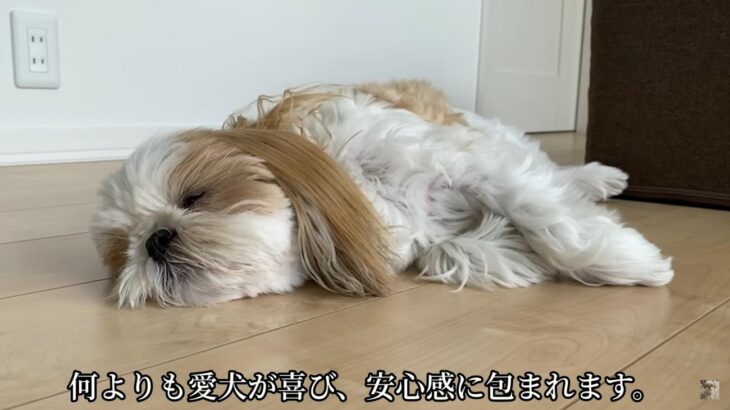 愛犬の長生きの秘訣はたくさん話しかけること！飼い主さんが実感したメリットに「勉強になりました」「実践します」という声が続々(ブログ)