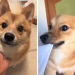 ポメ柴に30秒だけお留守番をお願いしたら…まさかの展開に「主が限界オタクで笑った」「突っ込みどころ多すぎてｗ」(ブログ)