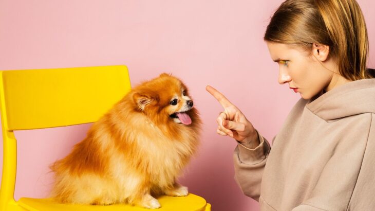 愛犬を混乱させる飼い主の行動7選！　可愛いからといってからかいすぎやちょっかいの掛け過ぎはNG(ブログ)