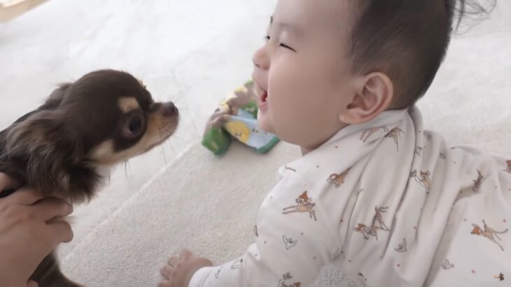 犬と赤ちゃんが仲良くなる瞬間が純粋無垢すぎると話題「天使と天使のコラボ」「なんだこの癒ししかない空間は…」(ブログ)