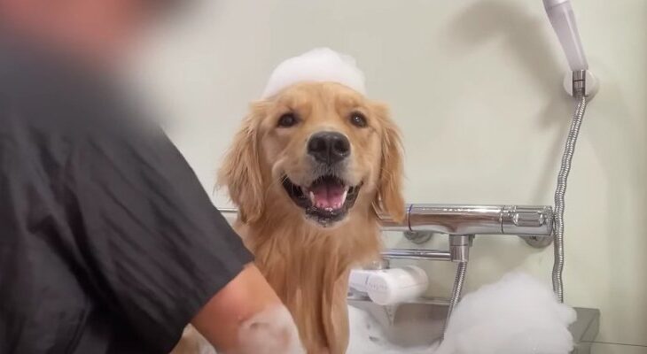 笑顔で乗り切った大型犬のトリミングDay「苦手なシャンプーも見守ってくれたら大丈夫！」(ブログ)