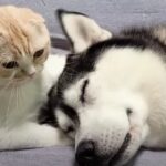 「まるで立場が逆じゃない？」にゃんこに寝かしつけられるハスキーくん「尊い姿に愛を感じる」(ブログ)