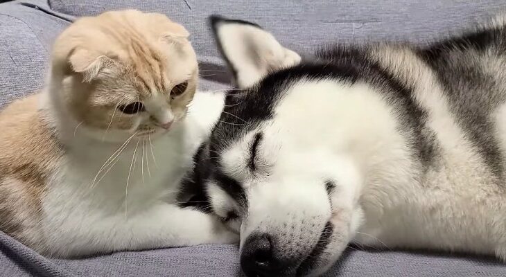 「まるで立場が逆じゃない？」にゃんこに寝かしつけられるハスキーくん「尊い姿に愛を感じる」(ブログ)