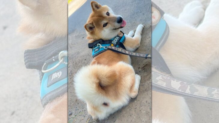 うちの柴犬推しのみんながお待ちかねは…笑顔とモフけつを披露するワンコが話題(ブログ)