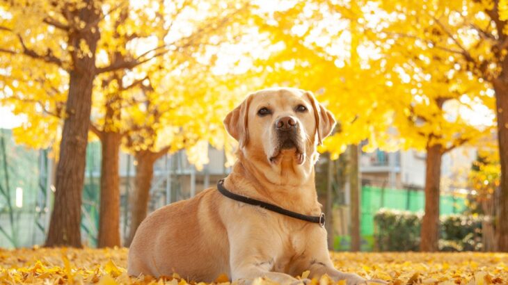 犬の『銀杏拾い食い』には要注意！中毒症状や致死量、食べてしまった場合の対応まで(ブログ)