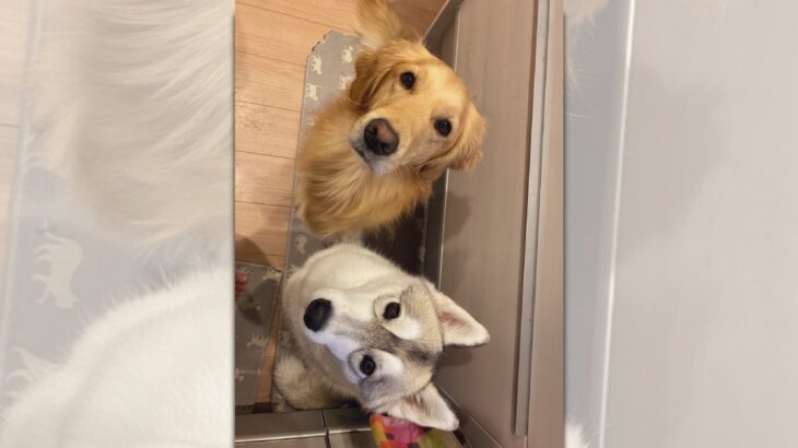 可愛い顔でおねだり♡ハスキーさん＆ゴールデンレトリバーさんのコンビ技が話題(ブログ)