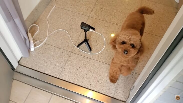 健気にお留守番をする愛犬に号泣！飼い主の帰りを待ち続ける姿が「愛を感じました」「忠犬ハチ公を思い出す」と感動を呼ぶ(ブログ)