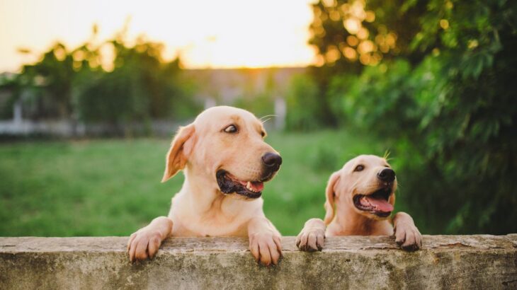 【国別】外国の人気犬種ランキングトップ3！アメリカやイギリス…どんな犬が人気？(ブログ)