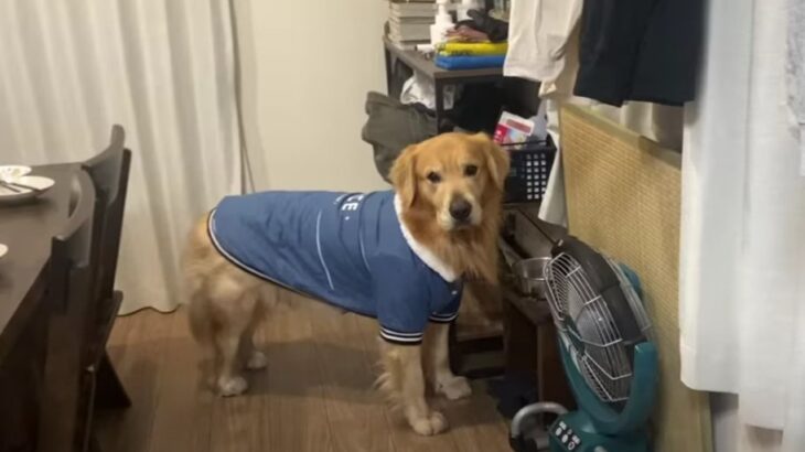 実は怒ってます…！？テンションの変動が激しすぎる大型犬が可愛い「不機嫌そうで笑った」「表情コロコロ変わるね」(ブログ)